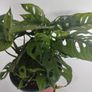 Monstera Monkey Mask plant Image 4