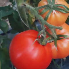 (T) Tomato Ghittia seeds 0.2g (111121)