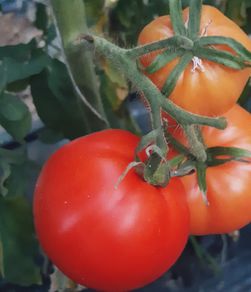 (T) Tomato Ghittia seeds 0.2g (111121)