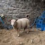 2 Ram Lambs Image 4