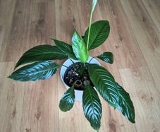 Peace Lily (Spathiphyllum)