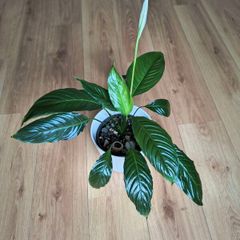 Peace Lily (Spathiphyllum)