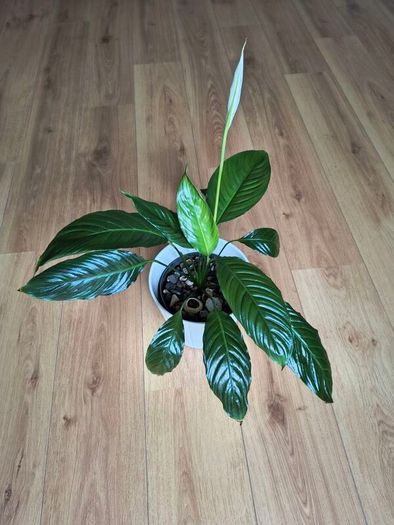 Peace Lily (Spathiphyllum)
