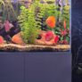 opti white aquarium Image 4