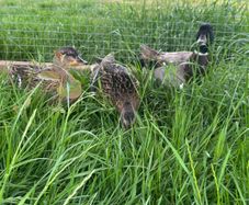 Call ducks