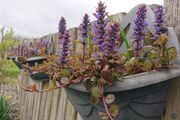 Ajuga Plant