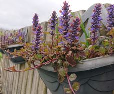 Ajuga Plant