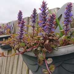 Ajuga Plant
