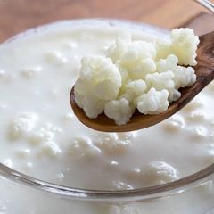 kefir grains