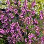 Large Heathers, three euros Image 2