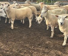 Texel mule hoggets