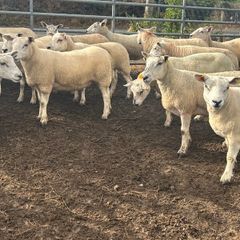 Texel mule hoggets
