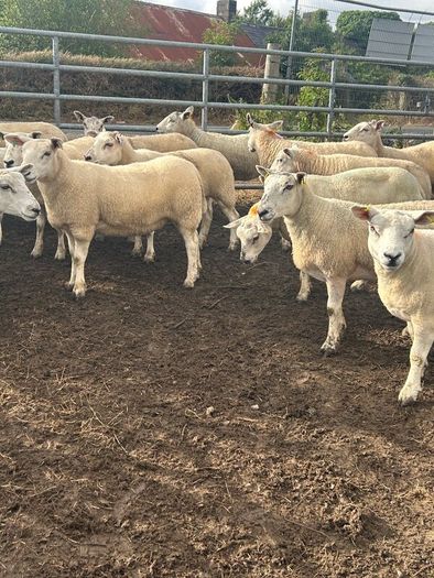 Texel mule hoggets