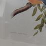 Antique lithograph prints hand painted by John Gould beautifully framed Image 6