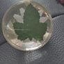 paperweight with bee inside on a daisy.Hard plastic Image 5