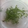 Fresh water plants and snails Image 3