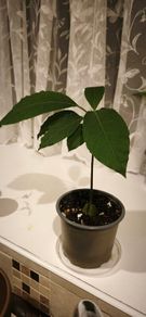 Young avocado plant in pot