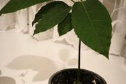 Young avocado plant in pot