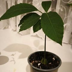 Young avocado plant in pot