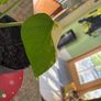 Albo monstera Image 2