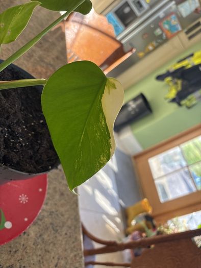 Albo monstera