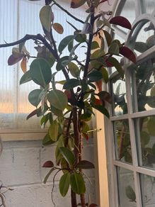 plants