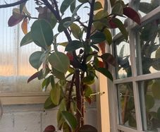 plants