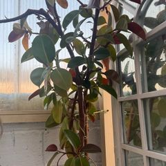 plants