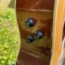 12-String Acoustic Electric Guitar (Yamaha FG420E-12) Image 8