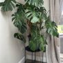 Beautiful Monstera Plant Image 2