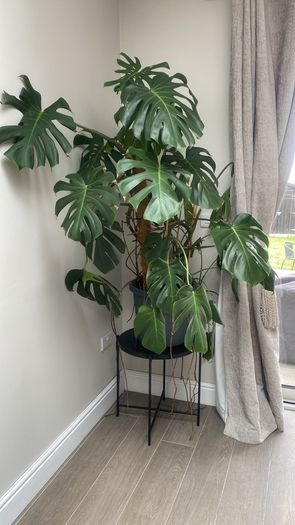 Beautiful Monstera Plant