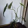 Philodendron paraiso verde plant Image 6