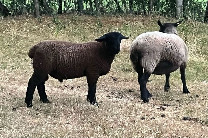 Suffolk Ram Lamb