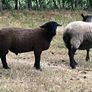 Suffolk Ram Lamb Image 4