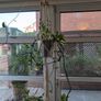 Satin Pothos incl. Hanging basket Image 4