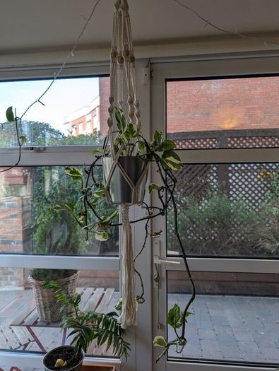 Satin Pothos incl. Hanging basket