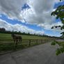6 stables  walker sand paddock half acre paddock Image 4