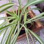 Spider Plant in Wooden Planter Image 4