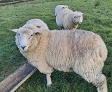 Purebred pedigree galway ram lamb