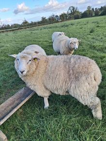 Purebred pedigree galway ram lamb