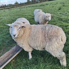 Purebred pedigree galway ram lamb