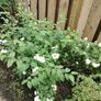 Philadelphus Virginal Image 2