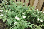 Bush