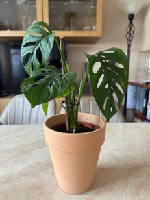 Monstera Adansonii Monkey Mask Houseplant