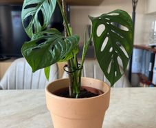 Monstera Adansonii Monkey Mask Houseplant