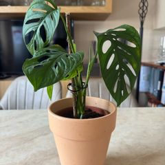 Monstera Adansonii Monkey Mask Houseplant