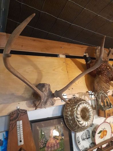 Vintage Red Deer Antlers