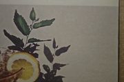 White Denim - Corsicana Lemonade.