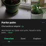 plant parlor palm with spider plant Image 5
