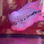 fish tank Image 7